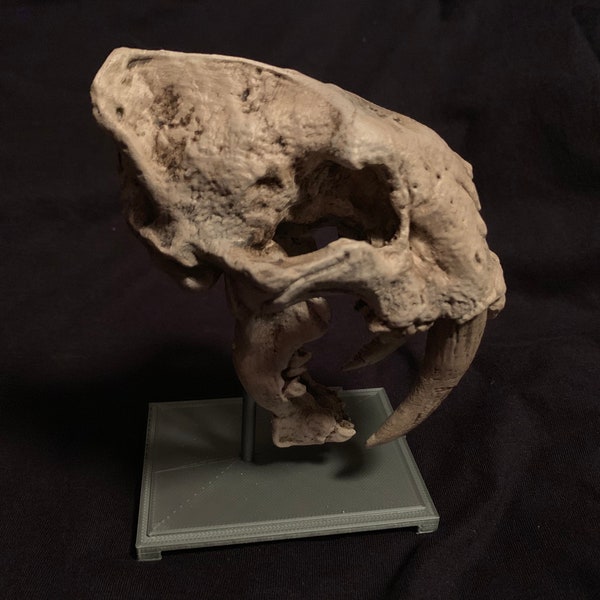 Diente de sable Diente de sable Diente de sable Tigre Gato Smilodon Fatalis Cráneo