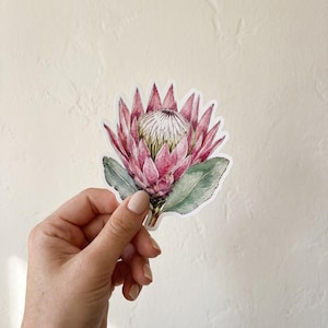 May include: A die-cut sticker featuring a watercolour illustration of a king protea flower. The bloom displays vibrant pink and magenta pointed petals surrounding a textured white centre, accompanied by two large, muted green leaves at the base.