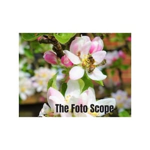 Op de afbeelding: Close-up van appelbloesems met witte bloemblaadjes, roze randen en groene bladeren. Een bij verzamelt nectar. De tekst "The Foto Scope" staat onderaan de afbeelding.