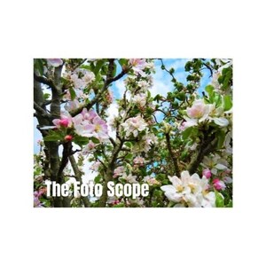 White Orchard Apple Blossom (Digital Downloadable Photo)