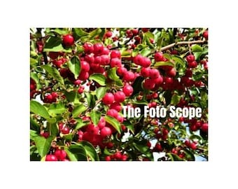 Red Berries (Digital Downloadable Photo)