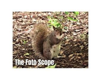 Grey Squirrel | Wild Animal | Digital Print - Etsy