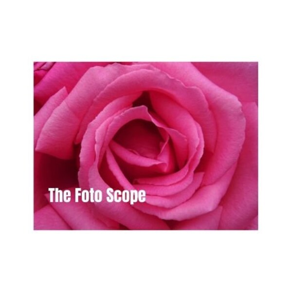 Pink Rose in Big Close-up (Digital Downloadable Photo)