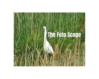 Egret (Digital Downloadable Photo)