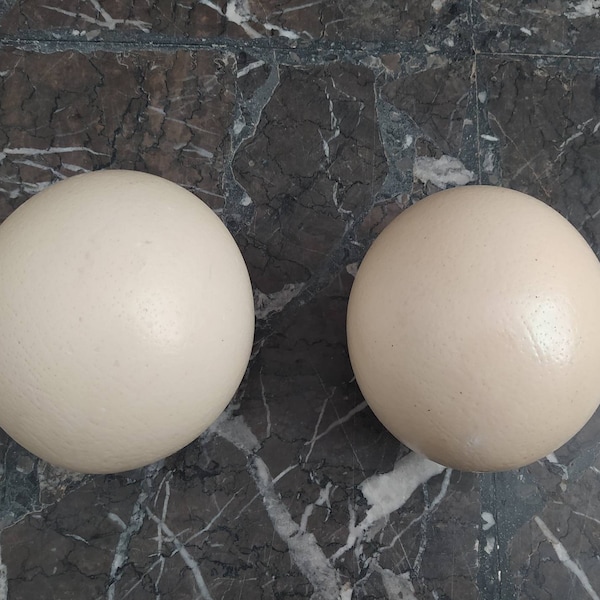 Ostrich Egg Shells - Etsy