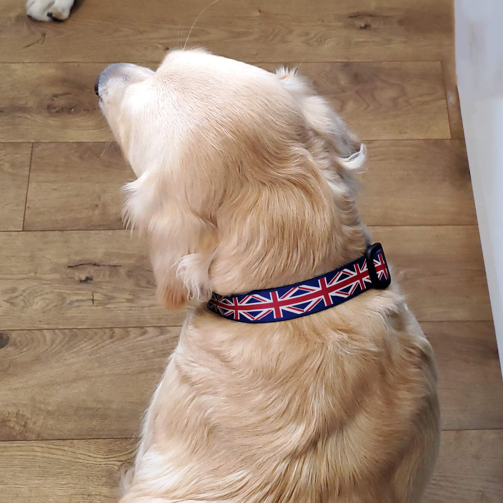 Buttonsmith Flags Union Jack Dog Collar Made in USA Etsy