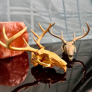 Jackalope skull, Jackalope art, jackalope, jackalope decor, jackalope head, vulture culture, jackalope figurine, jackalope mount,  skull art