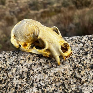 Badger skull, replica skull, skull replica, animal skull replica, vulture culture, animal skull, 3D printed animal skull, badger, culture,