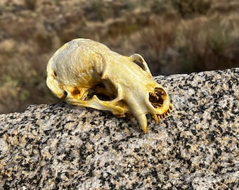 アメリカアナグマの頭蓋骨レプリカ（博物館品質） - Etsy 日本