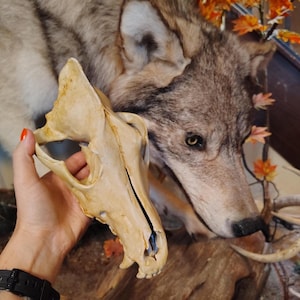 Wolf Schädel, Tierschädel Replikat, Tierschädel, Geierkultur, witchy Dekor, Schädelkunst, bemalter Schädel, 3D gedruckter Schädel, Replik Schädel,