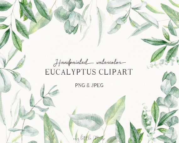 Eucalyptus Clipart Watercolor Digital Download Png Foliage Etsy