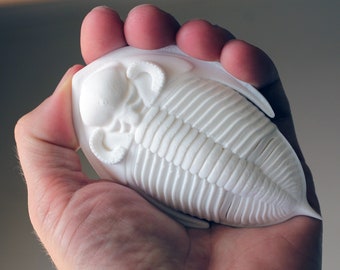 3D printed trilobite - Zlichovaspis/Odontochile - 100mm