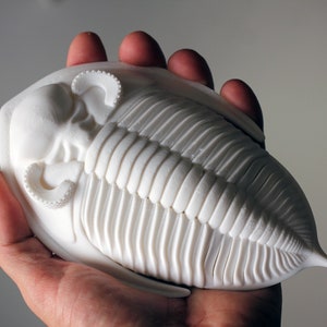 3D printed trilobite - Zlichovaspis/Odontochile