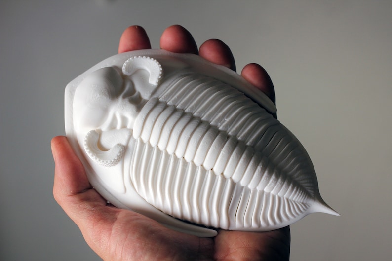 3D printed trilobite Zlichovaspis/Odontochile image 1