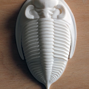 3D printed trilobite Zlichovaspis/Odontochile image 2