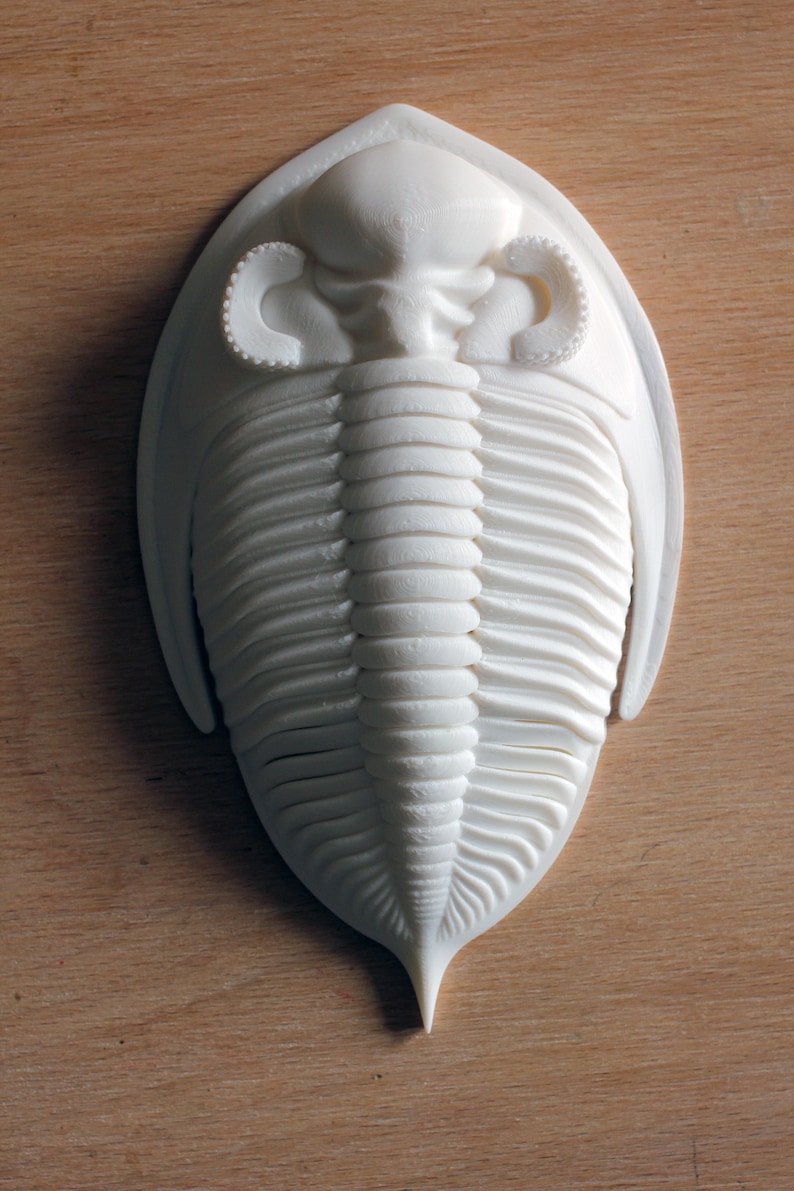 3D printed trilobite Zlichovaspis/Odontochile image 2