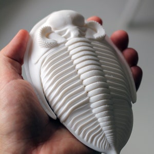 3D printed trilobite Zlichovaspis/Odontochile image 5