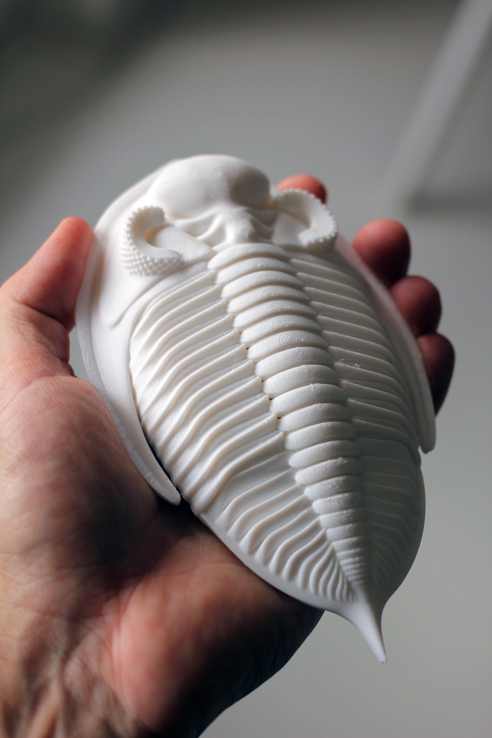 3D Printed Trilobite Zlichovaspis/odontochile - Etsy