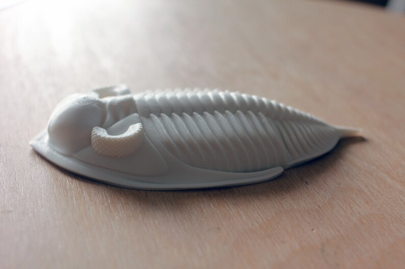 3D printed trilobite Zlichovaspis/Odontochile image 4