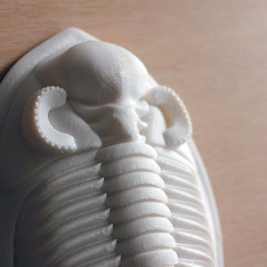 3D printed trilobite Zlichovaspis/Odontochile image 3