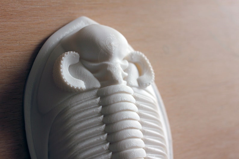 3D printed trilobite Zlichovaspis/Odontochile image 3