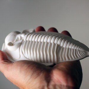 3D printed trilobite Zlichovaspis/Odontochile image 6