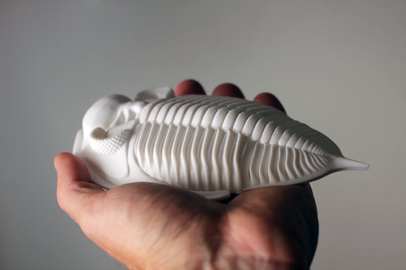 3D printed trilobite Zlichovaspis/Odontochile image 6