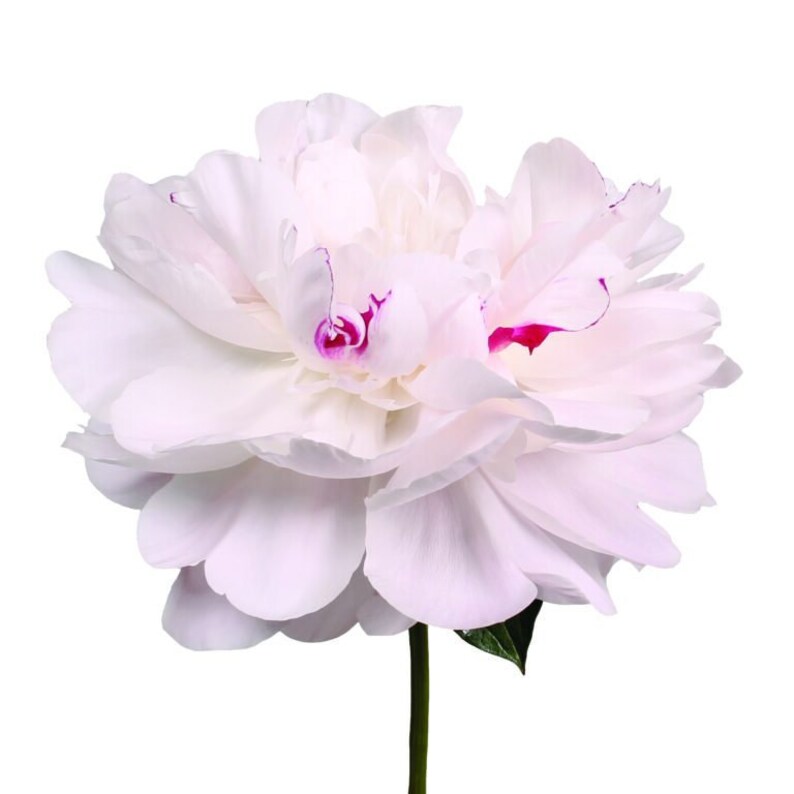 Fresh Cut Peony FESTIVA MAXIMA 50cm 20 Stems