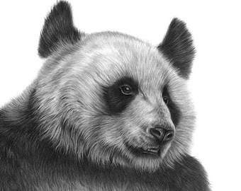 Giant Panda Artwork Signed by Artist Gary Tymon | Pencil Drawing
