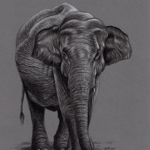 Original Artwork. Charcoal Drawing. Elephant. Wildlife. Drawing. Charcoal. Sketch. 8&quot; x 11&quot;. A4