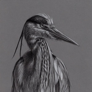 Original Artwork. Charcoal Drawing. Heron. Wildlife. Drawing. Charcoal. Sketch. 8&quot; x 10&quot;.