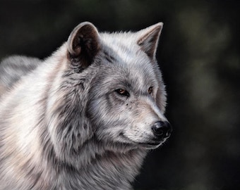 Original Pastel Artwork of a Wolf. Wildlife Art. Original Art. Wildlife Room Wall Art. Wolf.