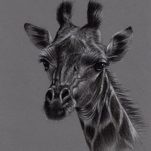 Original Artwork. Charcoal Drawing. Giraffe. Wildlife. Drawing. Charcoal. Sketch. 8&quot; x 10&quot;.
