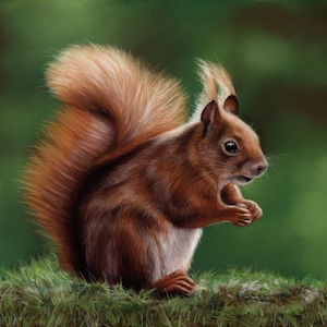 Original Pastel Artwork of a Red Squirrel. Wildlife Art. Original Art. Wildlife Room Wall Art. Squirrel.
