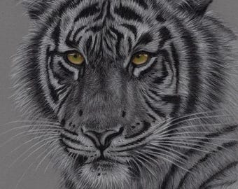 Original Artwork. Charcoal Drawing. Tiger. Wildlife. Drawing. Charcoal. Sketch.