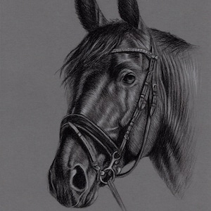 Original Artwork. Charcoal Drawing. Horse. Wildlife. Drawing. Charcoal. Sketch. 8&quot; x 11&quot;. A4