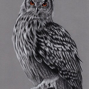 Original Artwork. Charcoal Drawing. Owl. Wildlife. Drawing. Charcoal. Sketch. Bird. 8&quot; x 11&quot;. A4