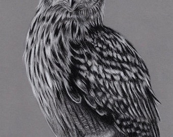 Original Artwork. Charcoal Drawing. Owl. Wildlife. Drawing. Charcoal. Sketch. Bird. 8" x 11". A4