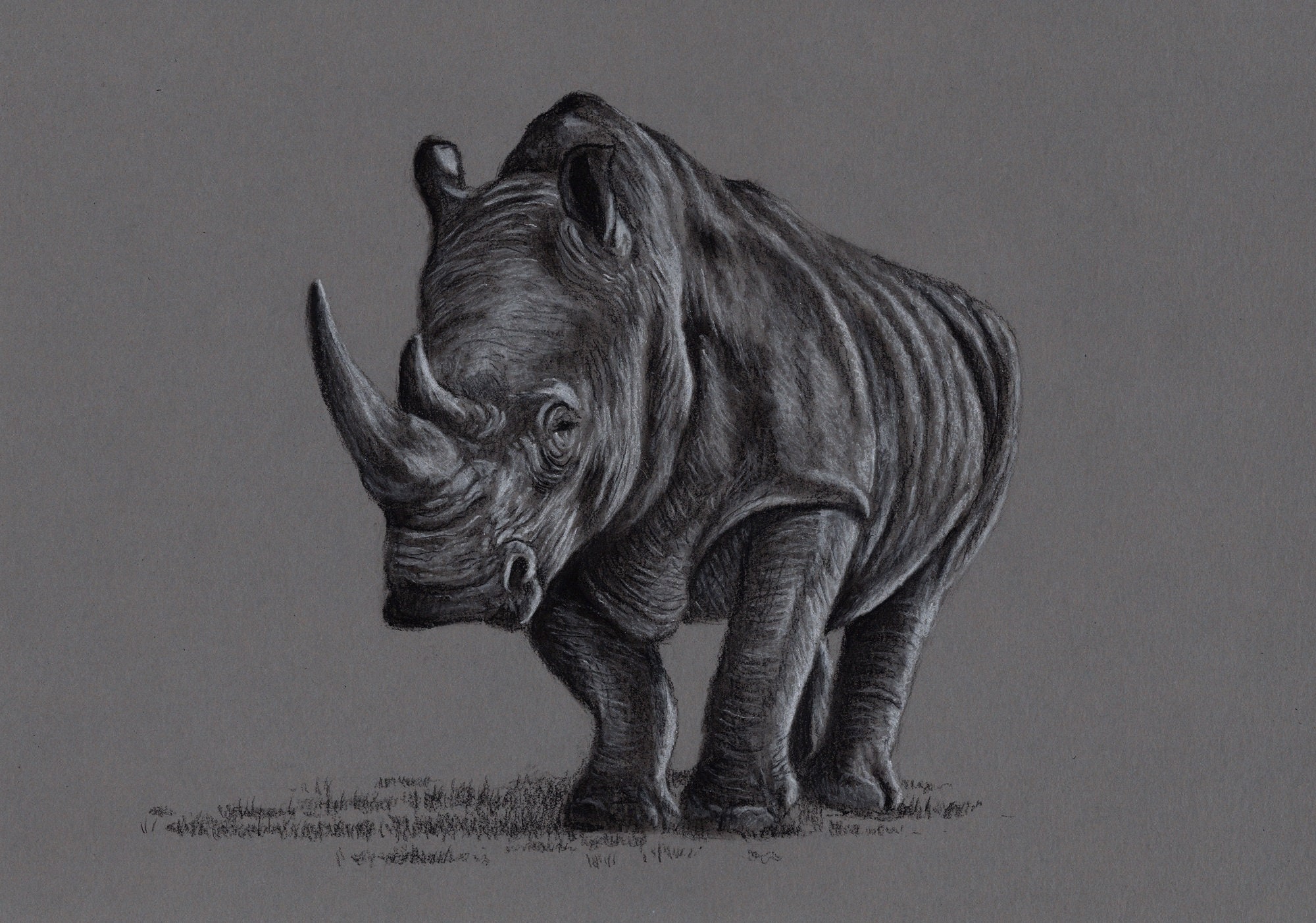 Original Charcoal Drawing of a Rhino. Wildlife. Original Art. Etsy