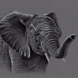 Original Artwork. Charcoal Drawing. Elephant. Wildlife. Drawing. Charcoal. Sketch. 8&quot; x 11&quot;. A4