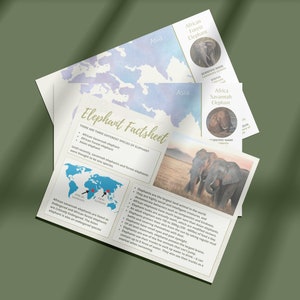 Factsheet over olifanten. Direct digitaal downloaden. Thuisschool afdrukbaar. Afdrukbare factsheets. Factsheets over dieren in het wild. Dierlijke Feiten. Infografiek.