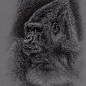 Original Artwork. Charcoal Drawing. Gorilla. Wildlife. Drawing. Charcoal. Sketch. 8&quot; x 11&quot;. A4
