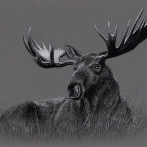 Original Artwork. Charcoal Drawing. Moose. Wildlife. Drawing. Charcoal. Sketch. 8&quot; x 11&quot;. A4