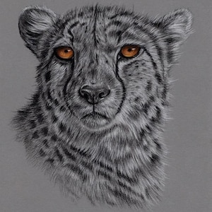 Original Artwork. Charcoal Drawing. Cheetah. Wildlife. Drawing. Charcoal. Sketch. 8&quot; x 10&quot;.