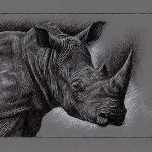 Original Artwork. Charcoal Drawing. Rhino. Wildlife. Drawing. Charcoal. Sketch. 8&quot; x 11&quot;. A4