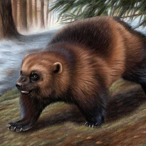 Original Pastel Artwork of a Wolverine. Wildlife Art. Original Art. Wall Art. Wolverine.