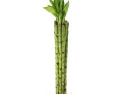 24 quot Live Lucky Bamboo Bundle of 10 Stalks
