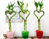 Lucky Bamboo Heart Shaped 8 Glass Vase - Live, Fresh Healthy Plant, Bamboo Gift, Love
