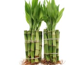 4 quot Lucky Bamboo Plant - Straight Bamboo Stalks - Home or Office Decor - Live, Fresh Healthy Plants
