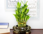Lucky Bamboo Tiered Tower 3 Elephant Pot- Good Luck Gifts, Indoor Plant Gifts, Feng Shui Gifts, Zen Gifts, Patio Decor, Bamboo Arrangement